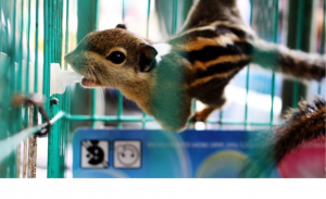 bà điên với thú nuôi chim trời